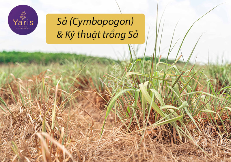 Cây Sả (Cymbopogon) & Kỹ thuật trồng Sả chuẩn hữu cơ