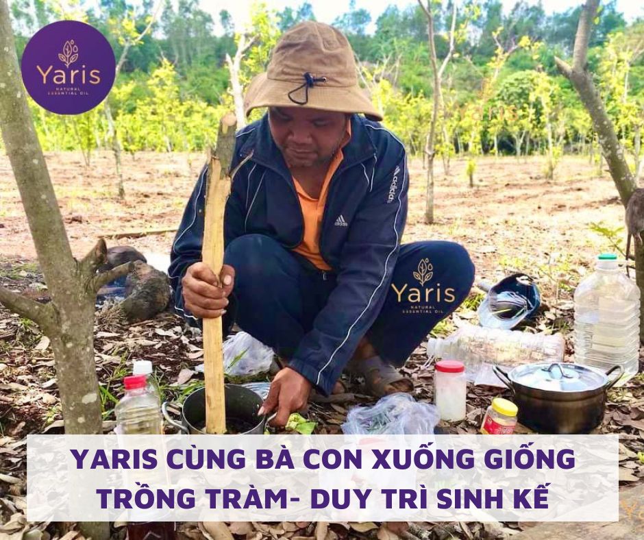 Yaris cùng bà con xuống giống trồng Tràm- Duy trì sinh kế