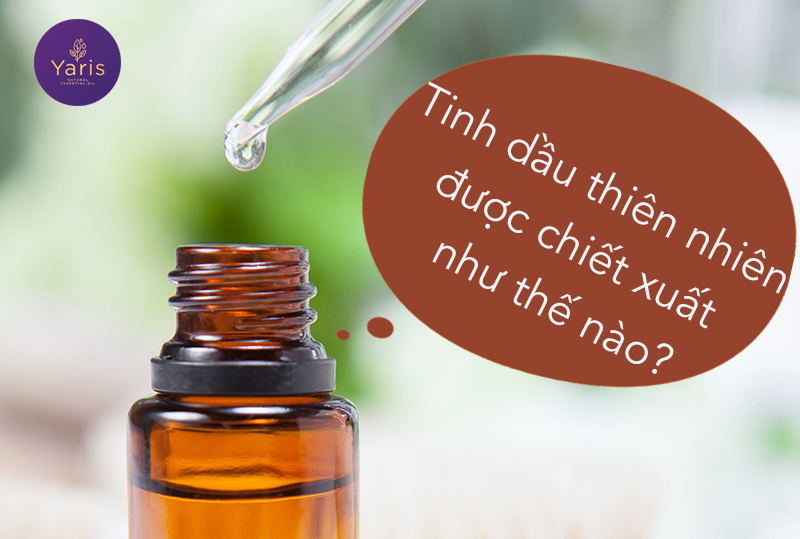 Nếu bạn thắc mắc cách chưng cất tinh dầu như thế nào? Hãy xem ngay!