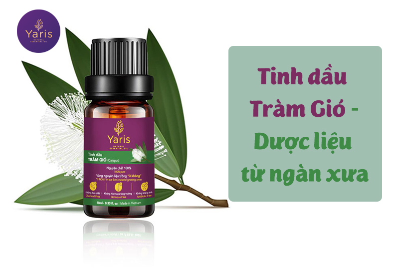 Tinh Dầu Tràm Gió - Dược liệu từ ngàn xưa