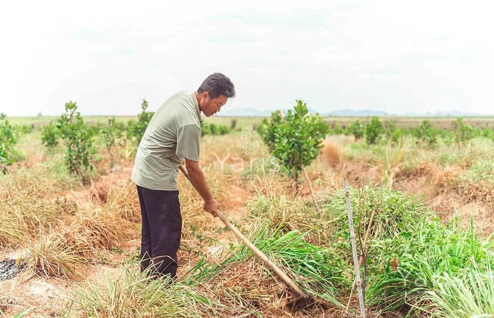 Vì Sao Nên Chọn Tinh Dầu Sả Chanh Nguyên Chất Yaris Cho Gia Đình Bạn?