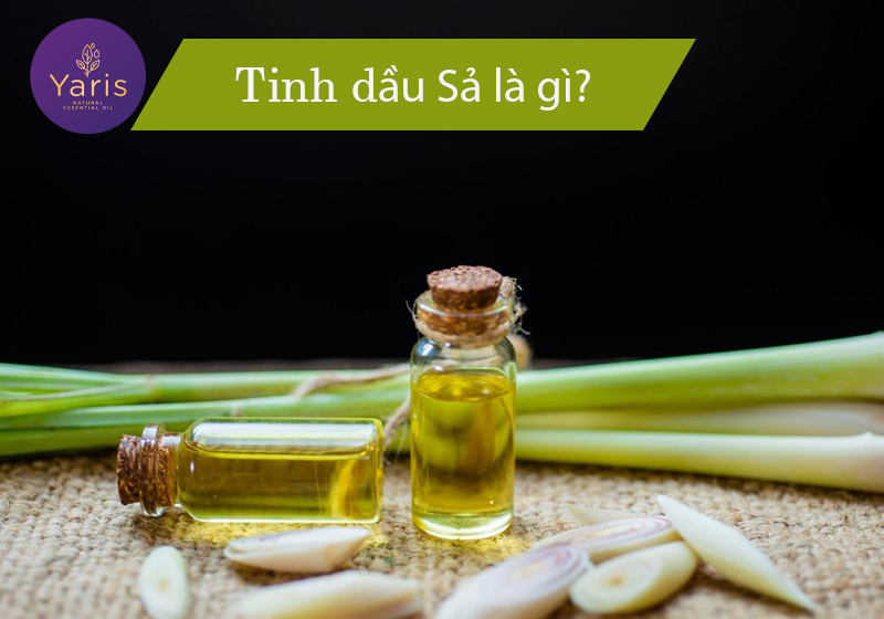 Tinh dầu Sả là gì? Những điều cần biết về tinh dầu Sả