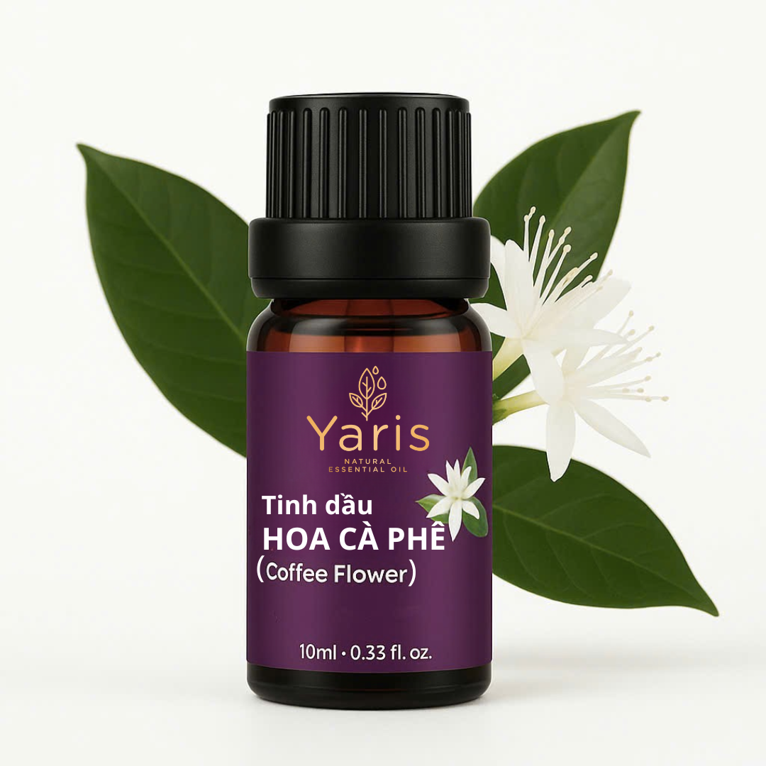 Tinh dầu Hoa Cà Phê Yaris