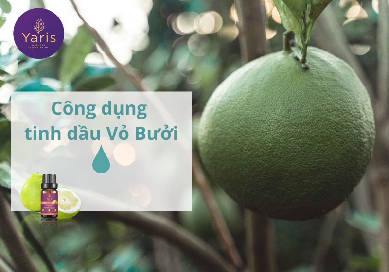 Tổng hợp các công dụng tinh dầu Vỏ Bưởi - Ứng dụng cuộc sống