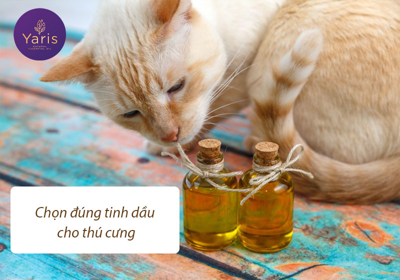 10 Điều cơ bản về Tinh dầu 