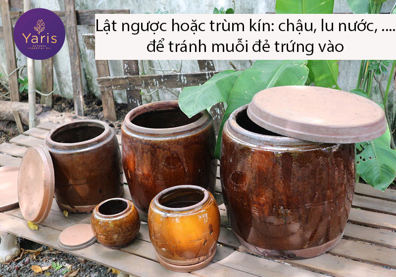 Cách đuổi muỗi tự nhiên ra khỏi nhà an toàn nhất