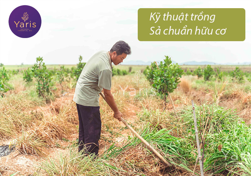 kỹ thuật trồng sả hữu cơ