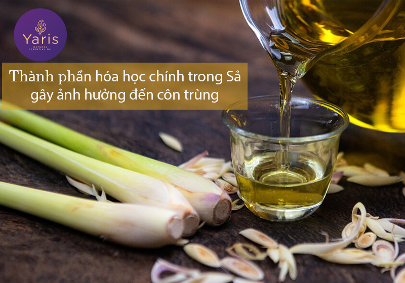 Muỗi có thật sự sợ mùi Sả không?