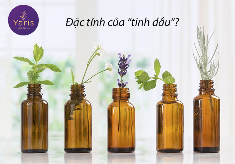 Phân biệt các Khái niệm và Thuật ngữ về tinh dầu