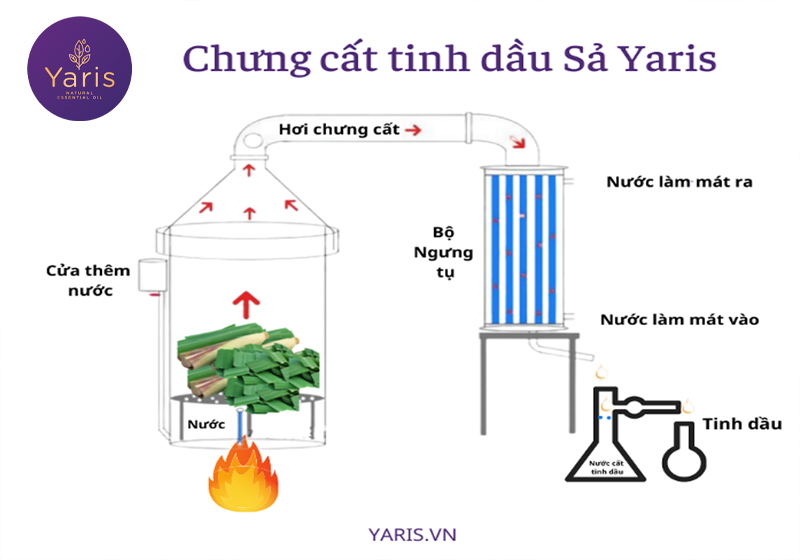 Tinh dầu Sả là gì