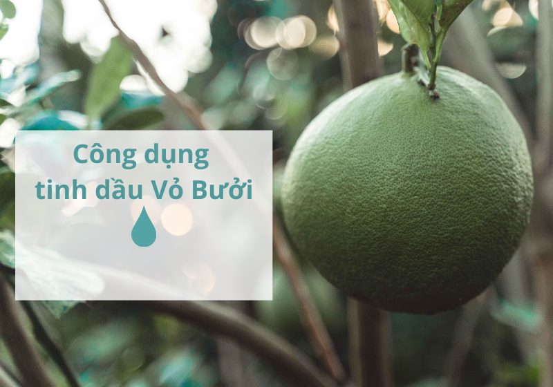 Tổng hợp các công dụng tinh dầu Vỏ Bưởi